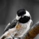 Carolina Chickadees are Active and Curious Little Birds