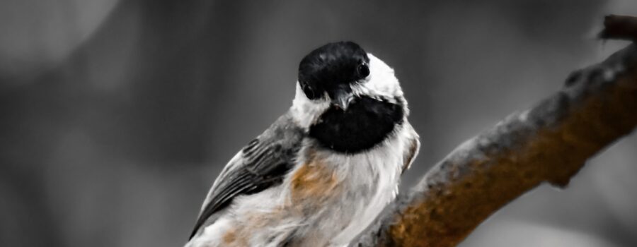 A Carolina chickadee looks around the woods with curiosity.