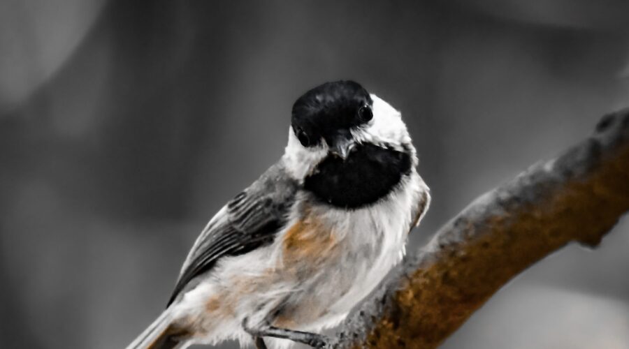 A Carolina chickadee looks around the woods with curiosity.